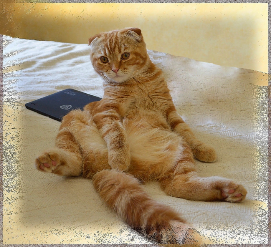 Шотландская вислоухая кошка рыжая
