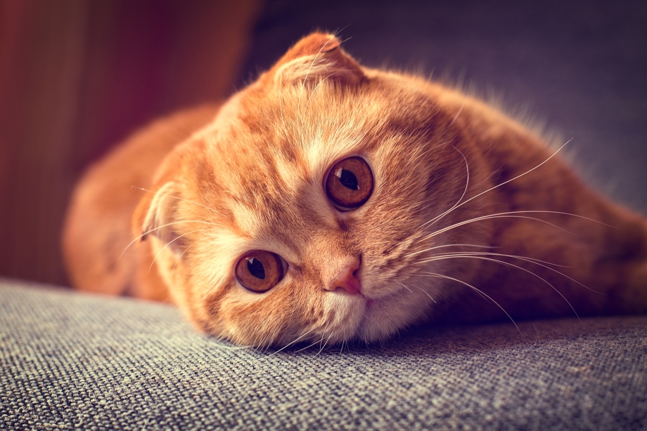 Шотландский скоттиш фолд рыжий