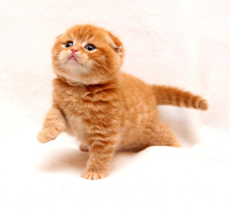 Кошка скоттиш фолд рыжая