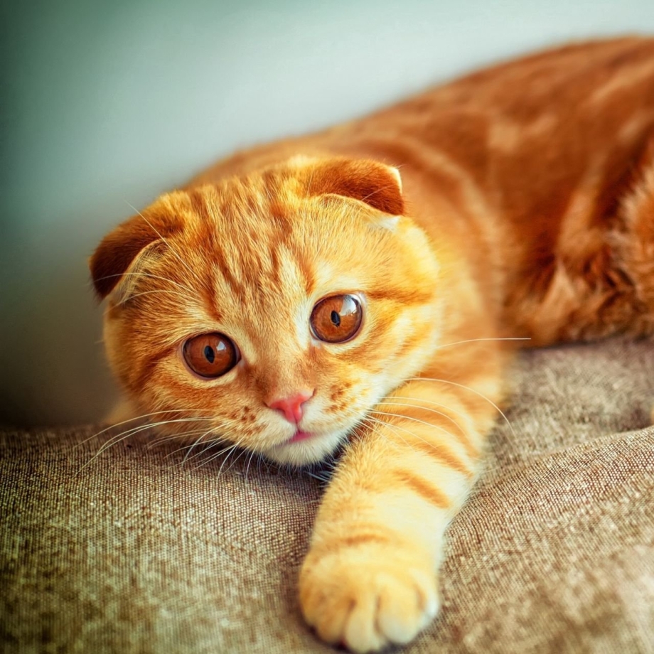 Шотландская вислоухая кошка