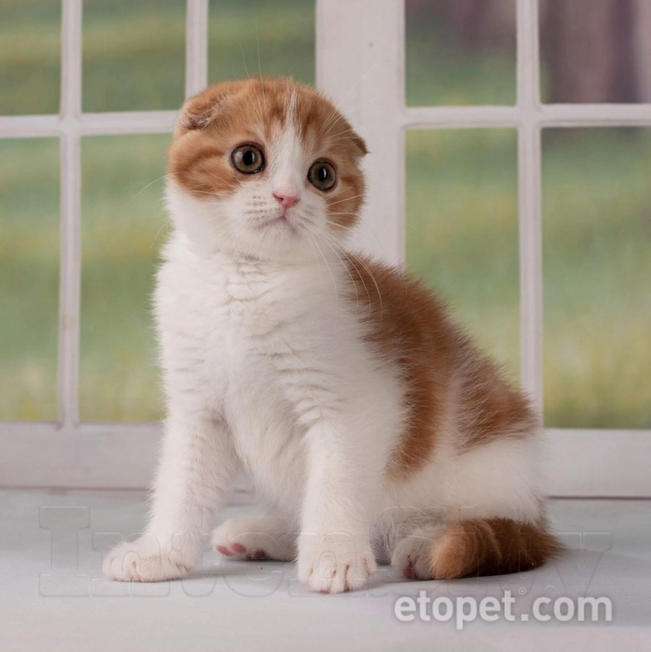 Шотландская вислоухая кошка рыжая