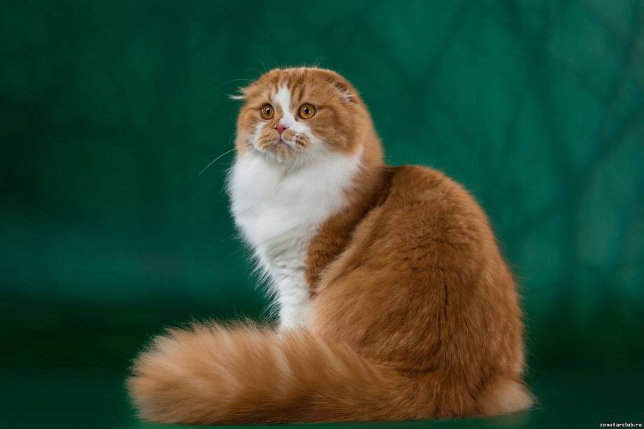 Грустный рыжий котик