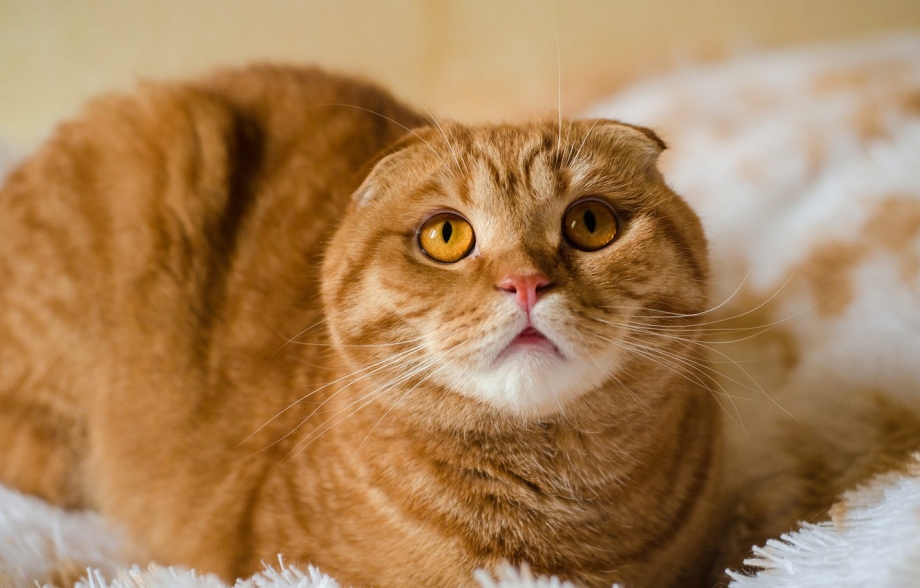Манчкин кот вислоухий рыжий