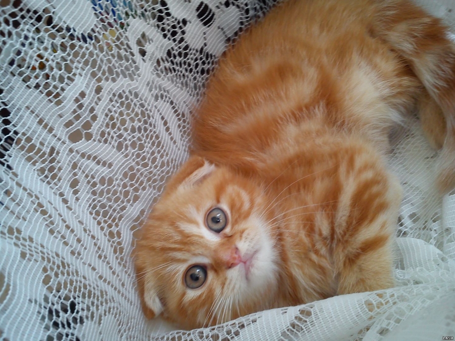 Скоттиш фолд персиковый