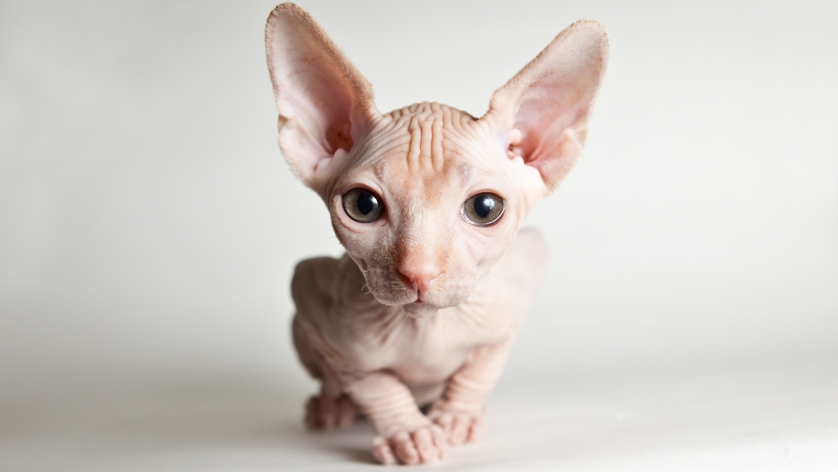 Котята породы сфинкс