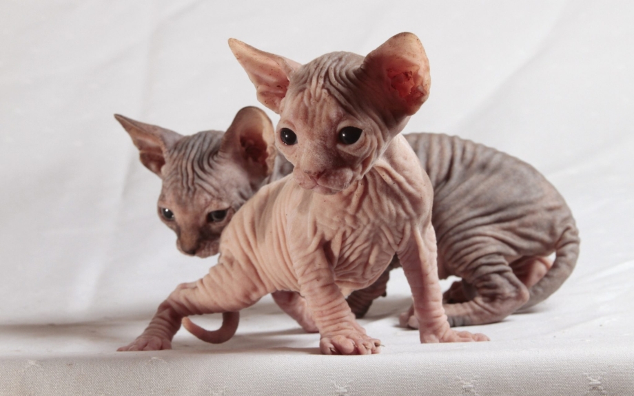 Сфинкс кошка Донской сфинкс
