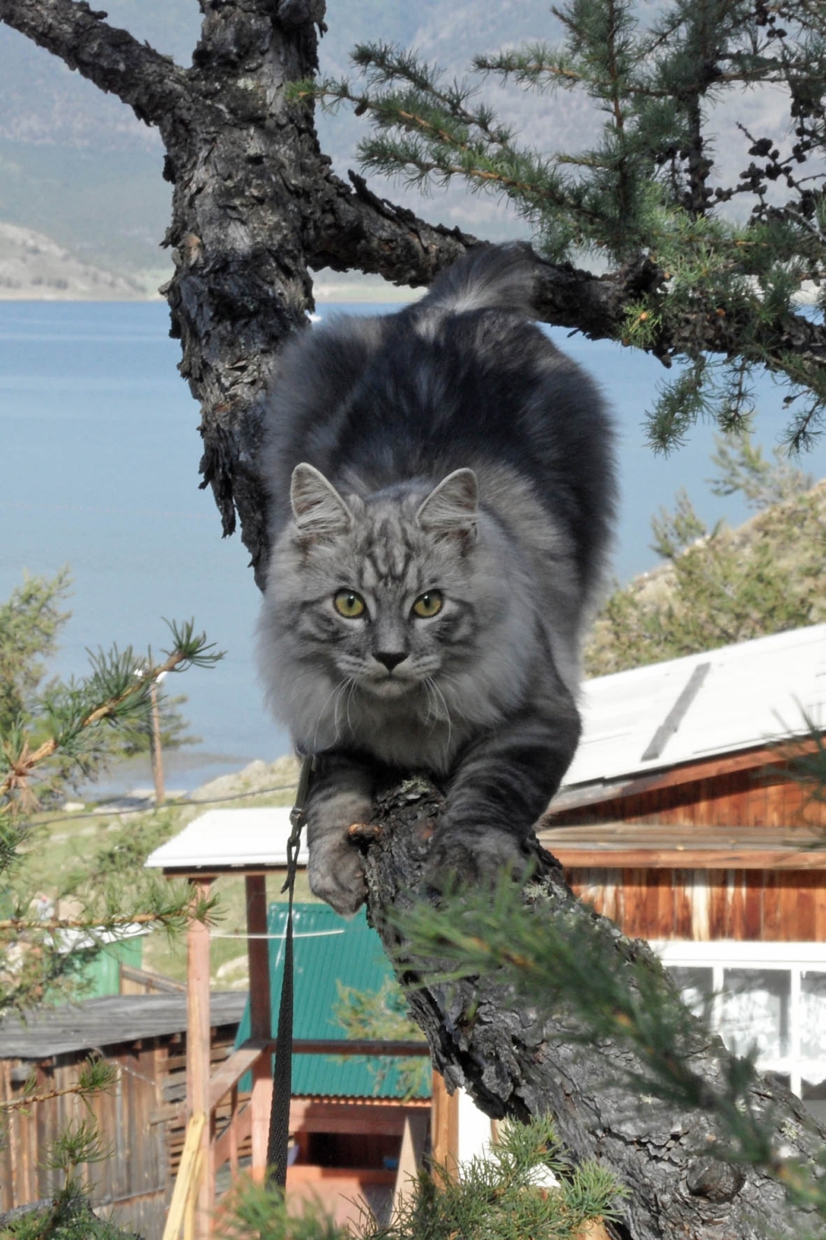 Дикий Курильский кот