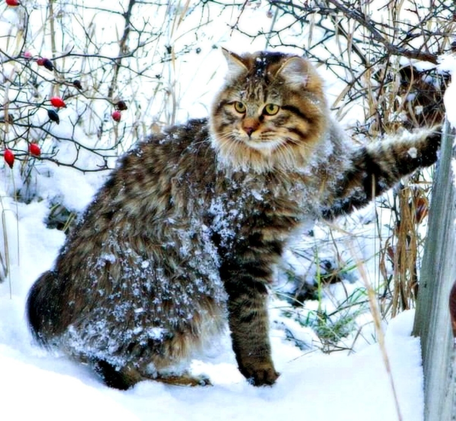 Дикий Курильский бобтейл