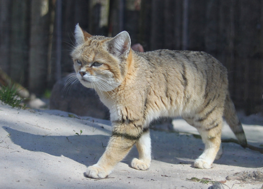 Китайская Гобийская кошка