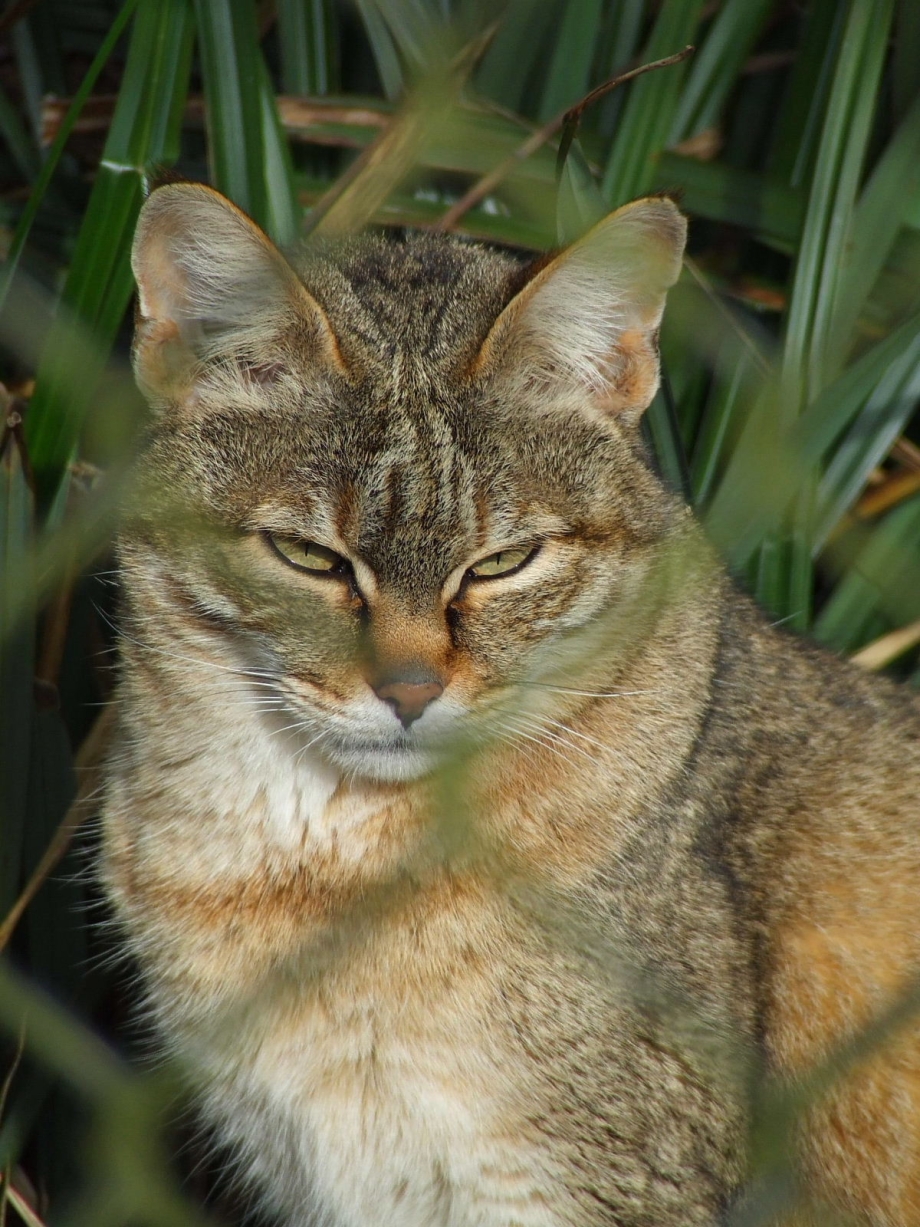 Степная кошка (Felis Libyca)