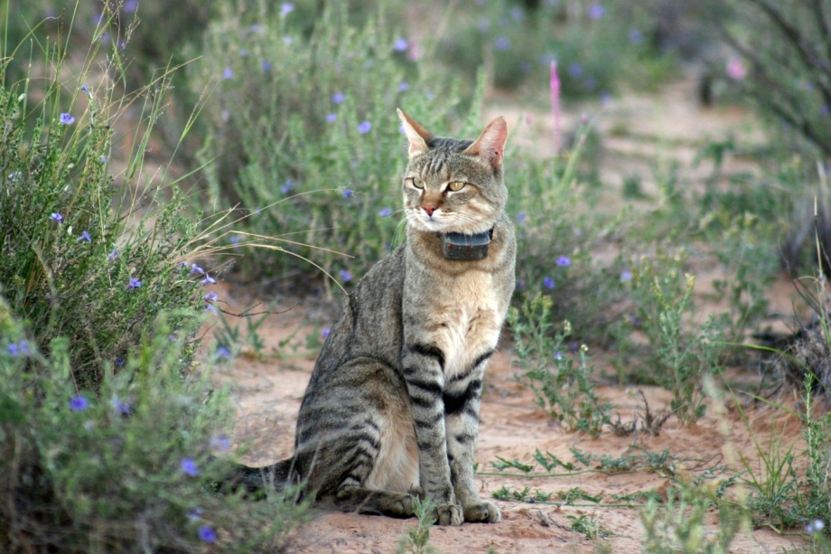 Felis Silvestris lybica