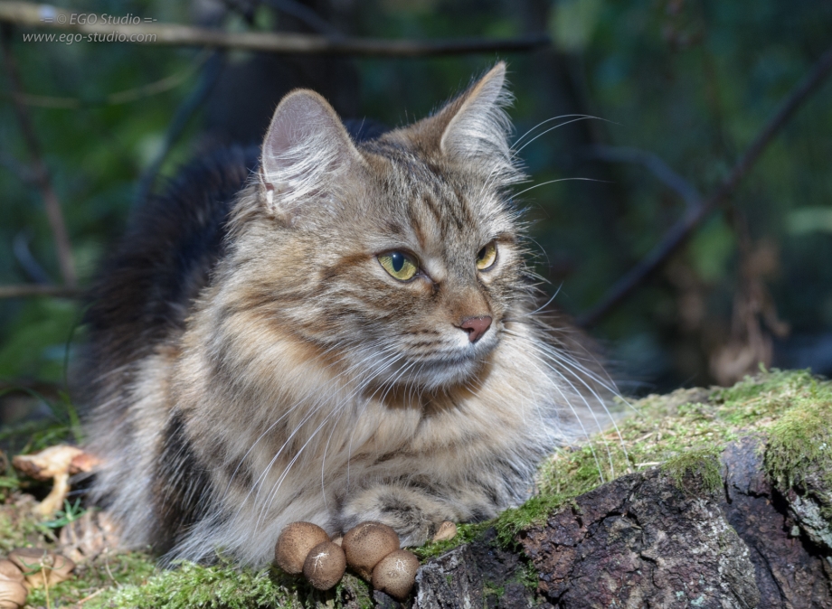 Дикий Курильский Лесной кот