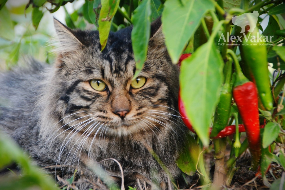Коты на Курильских островах
