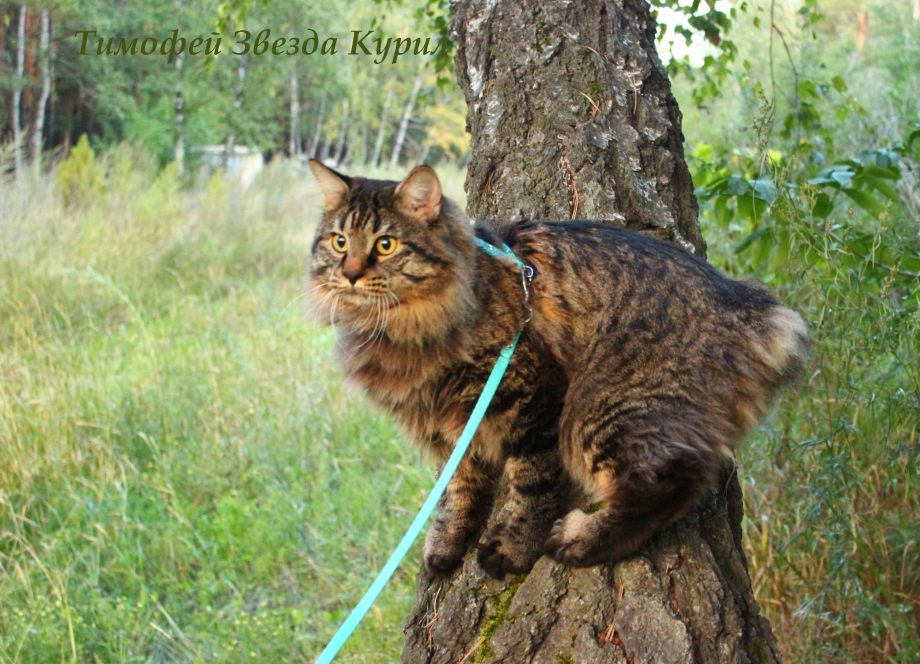Дикий Курильский кот