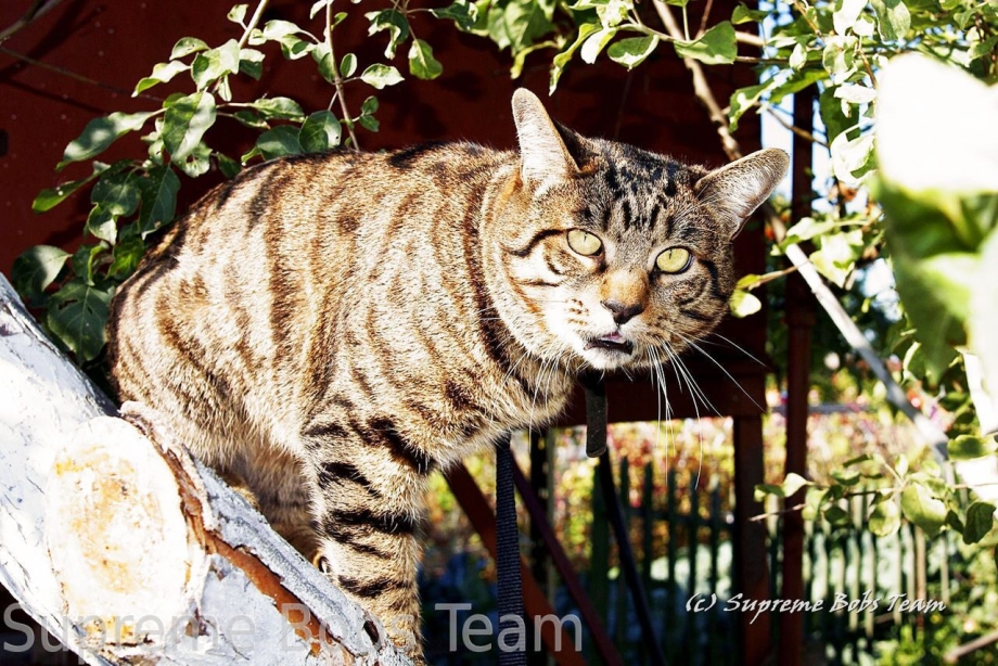 Дикий Курильский кот