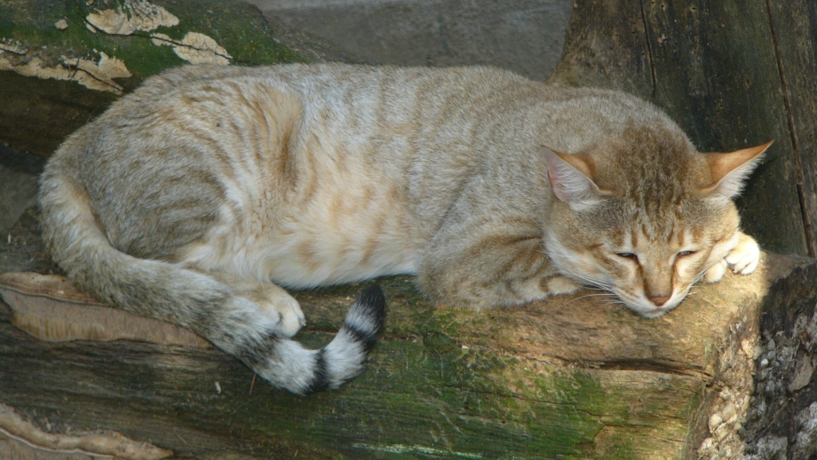 Дикая Лесная Кавказская кошка