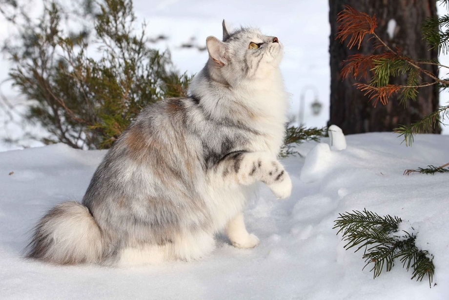 Кошка с Камчатки