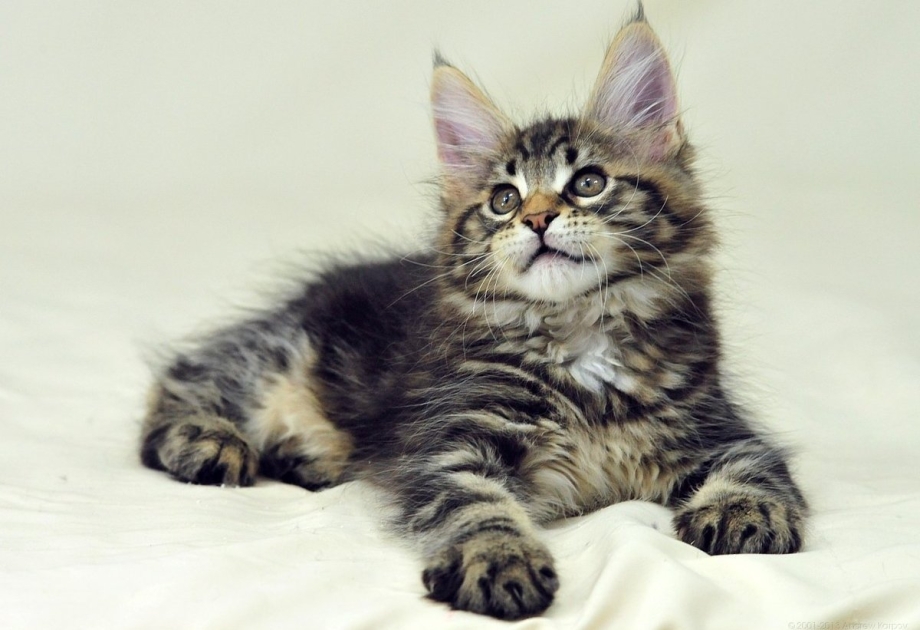 Кошка Мейн кун с котятами