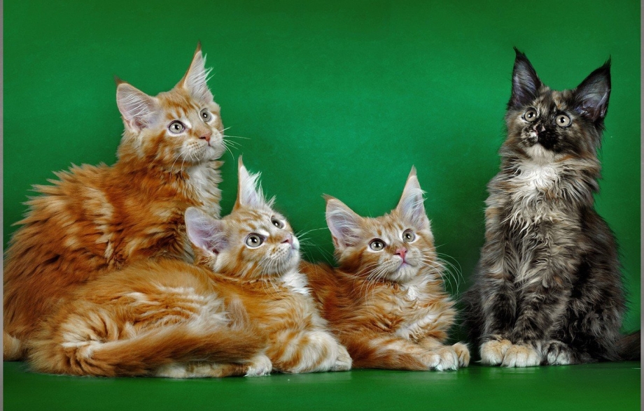 Кошка Мейн кун с котятами