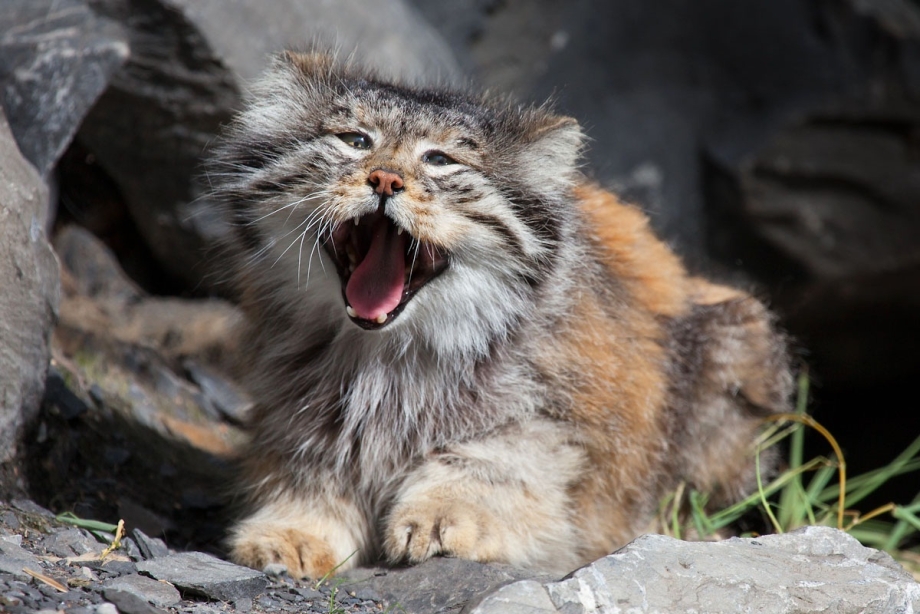 Кот Манул