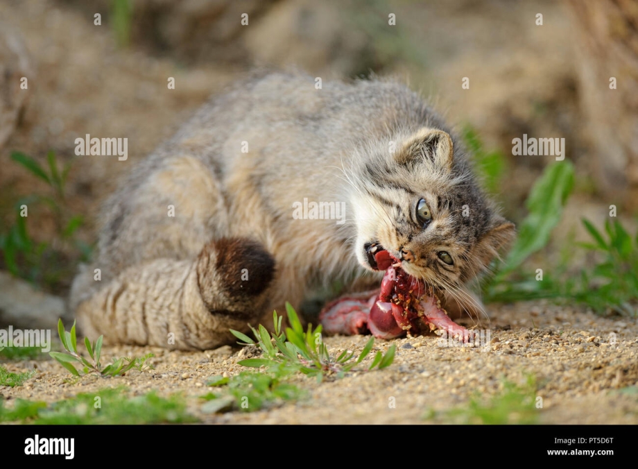 Манул Felis manul