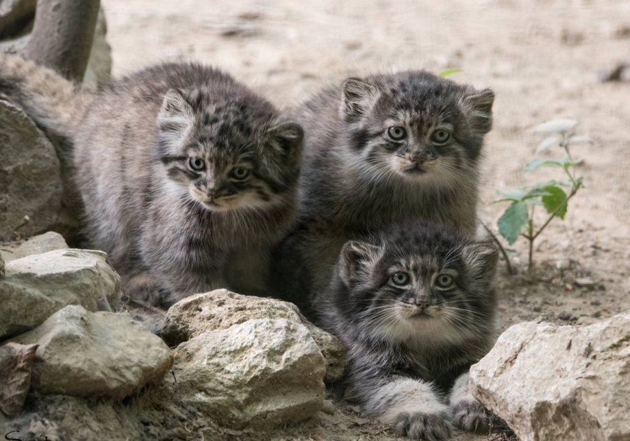 Кот Манул