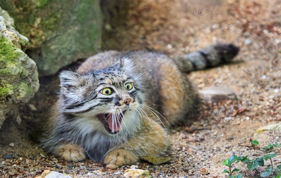 Дикая кошка Манул