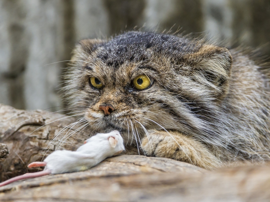 Манул Felis manul