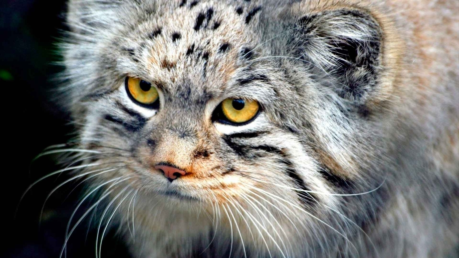 Степной кот Манул