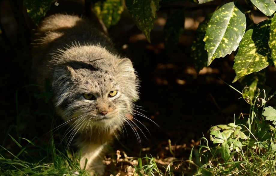 Кот Манул