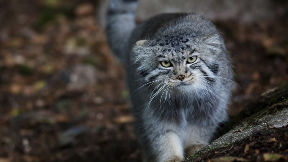 Кот Манул домашний