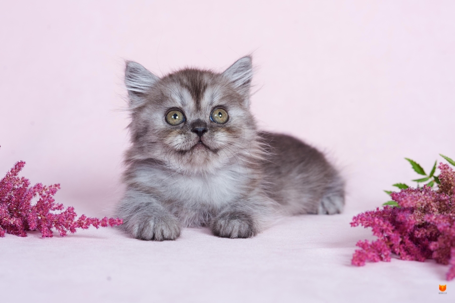 Шотландская кошка хайленд страйт