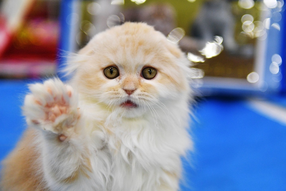 Хайленд кот