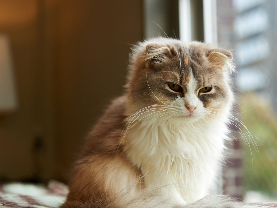 Скоттиш фолд пушистый