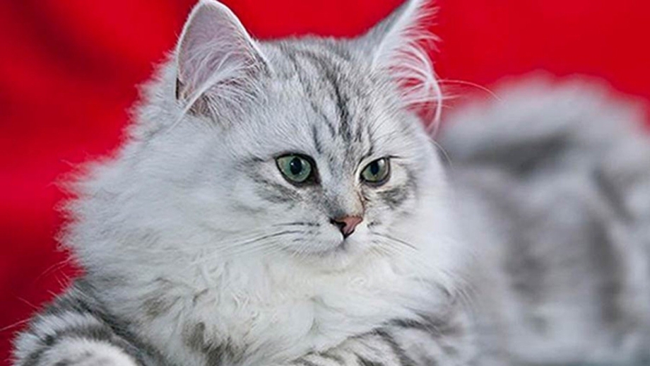 Британская длинношёрстная кошка