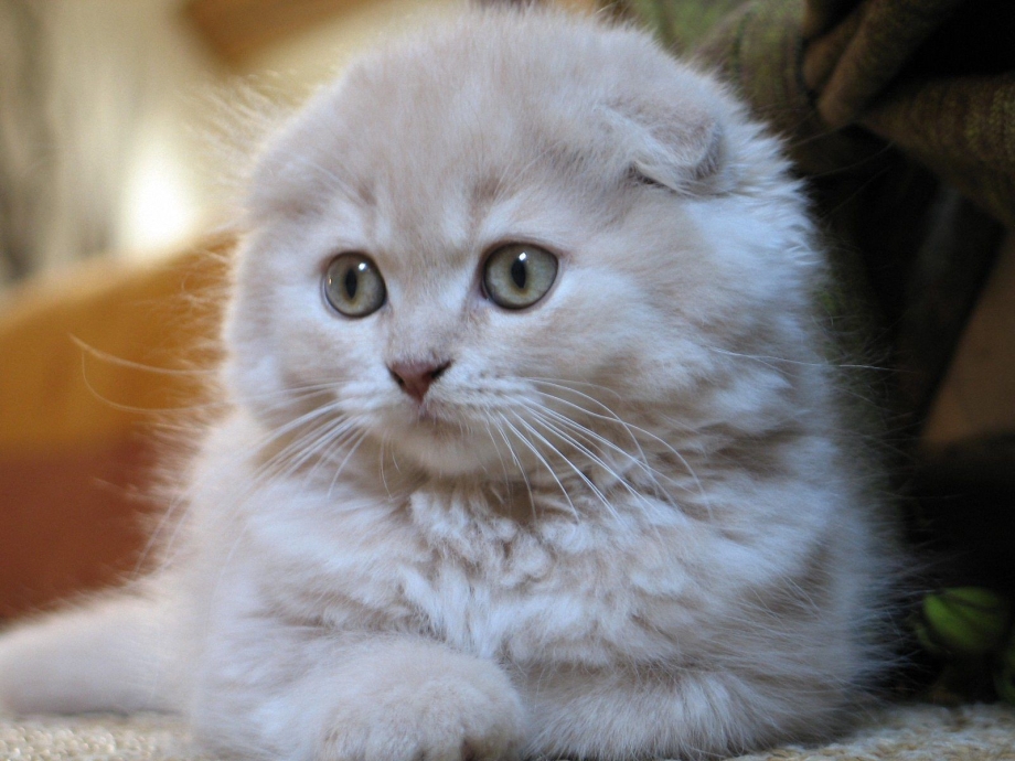 Сибирская вислоухая кошка
