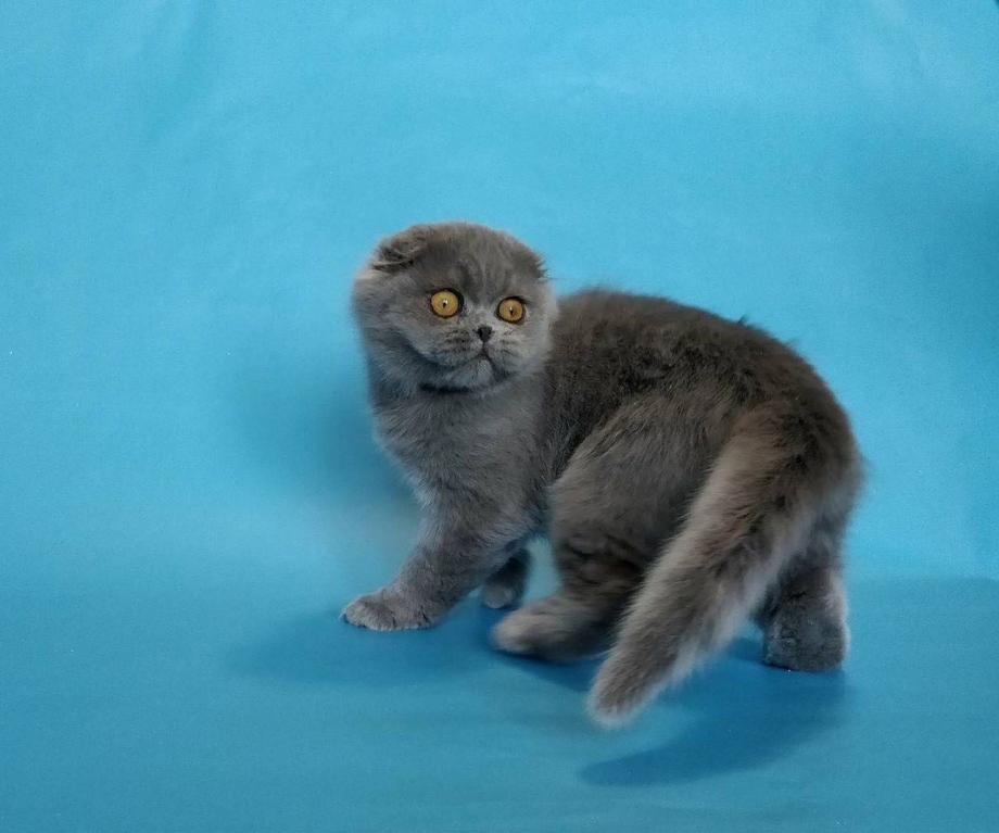 Шотландские хайленд вислоухие коты