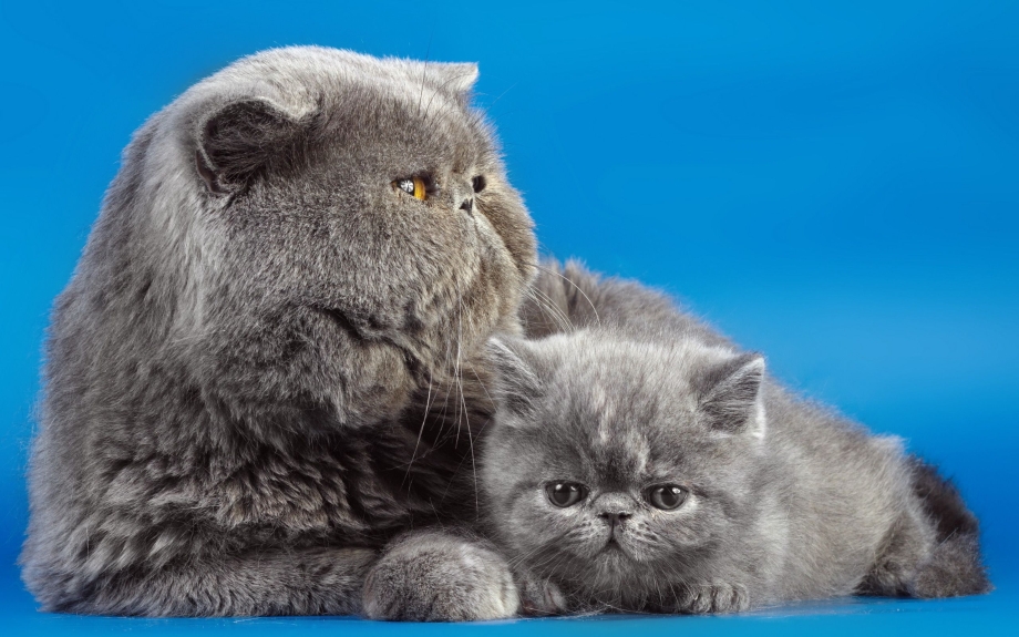Котята британцы шотландцы