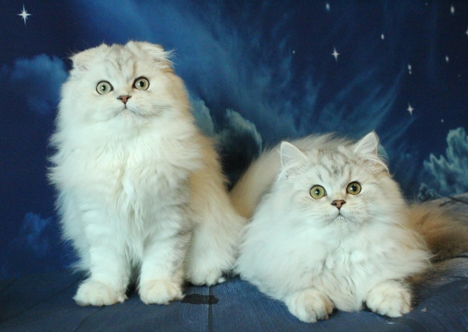 Шотландская вислоухая кошка длинношерстная