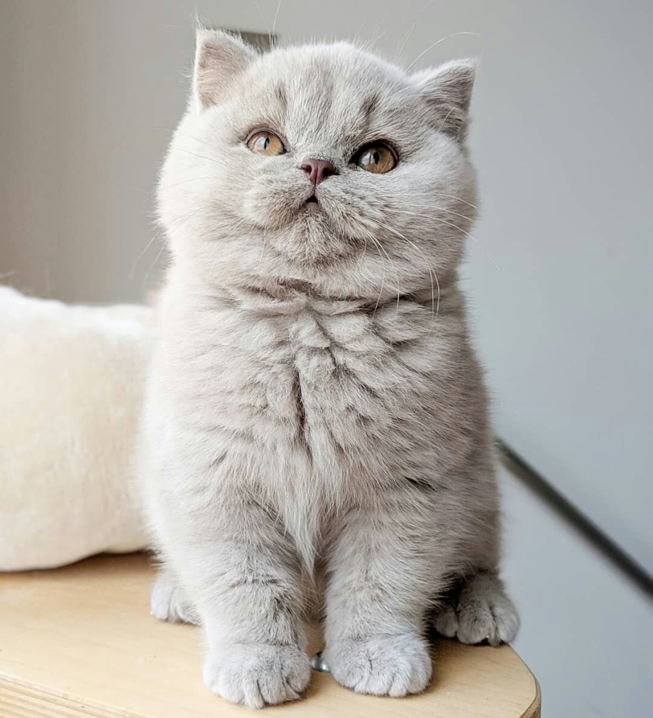 Шотландская прямоухая короткошерстная