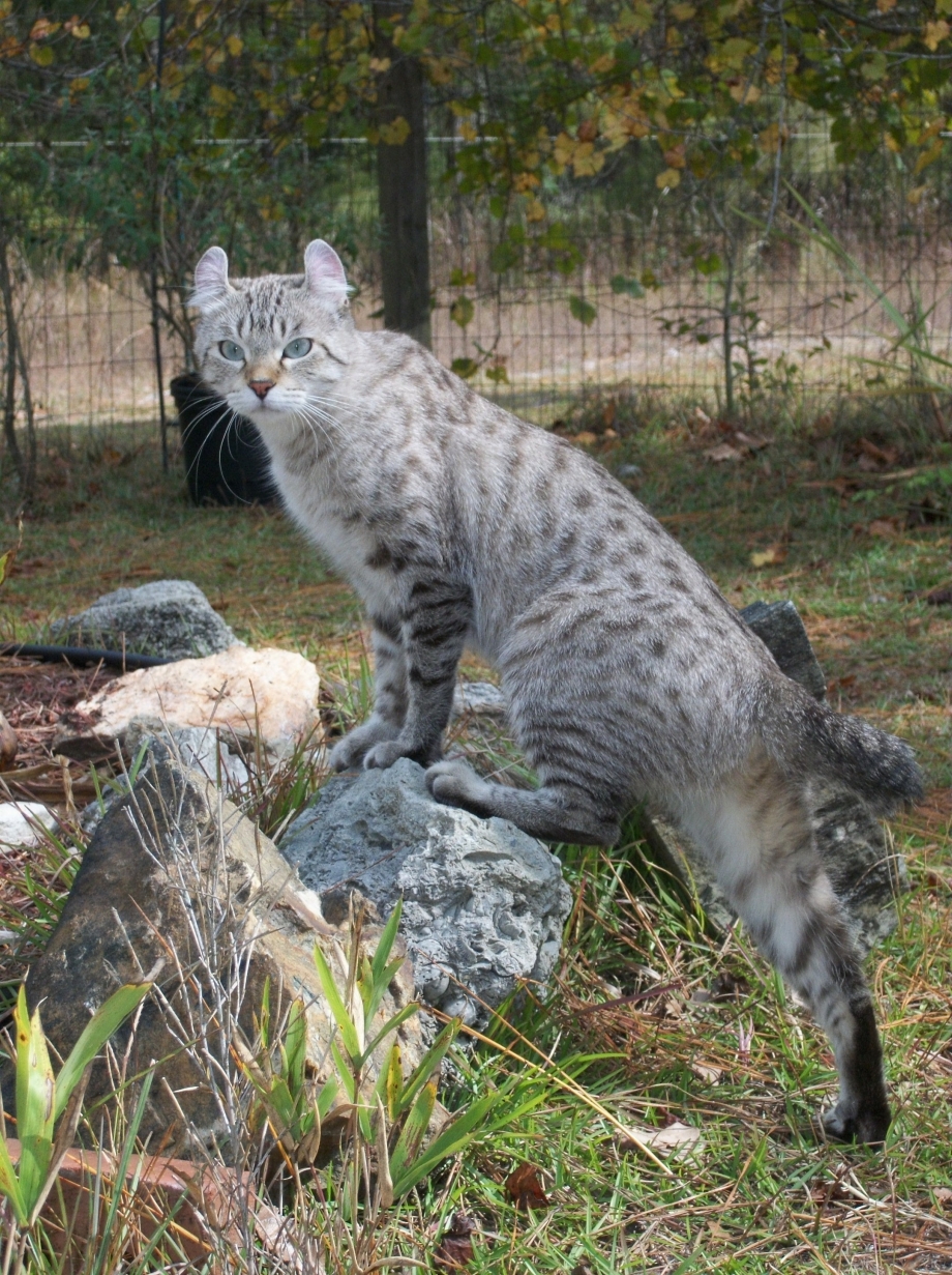 Хайленд Линкс кошка