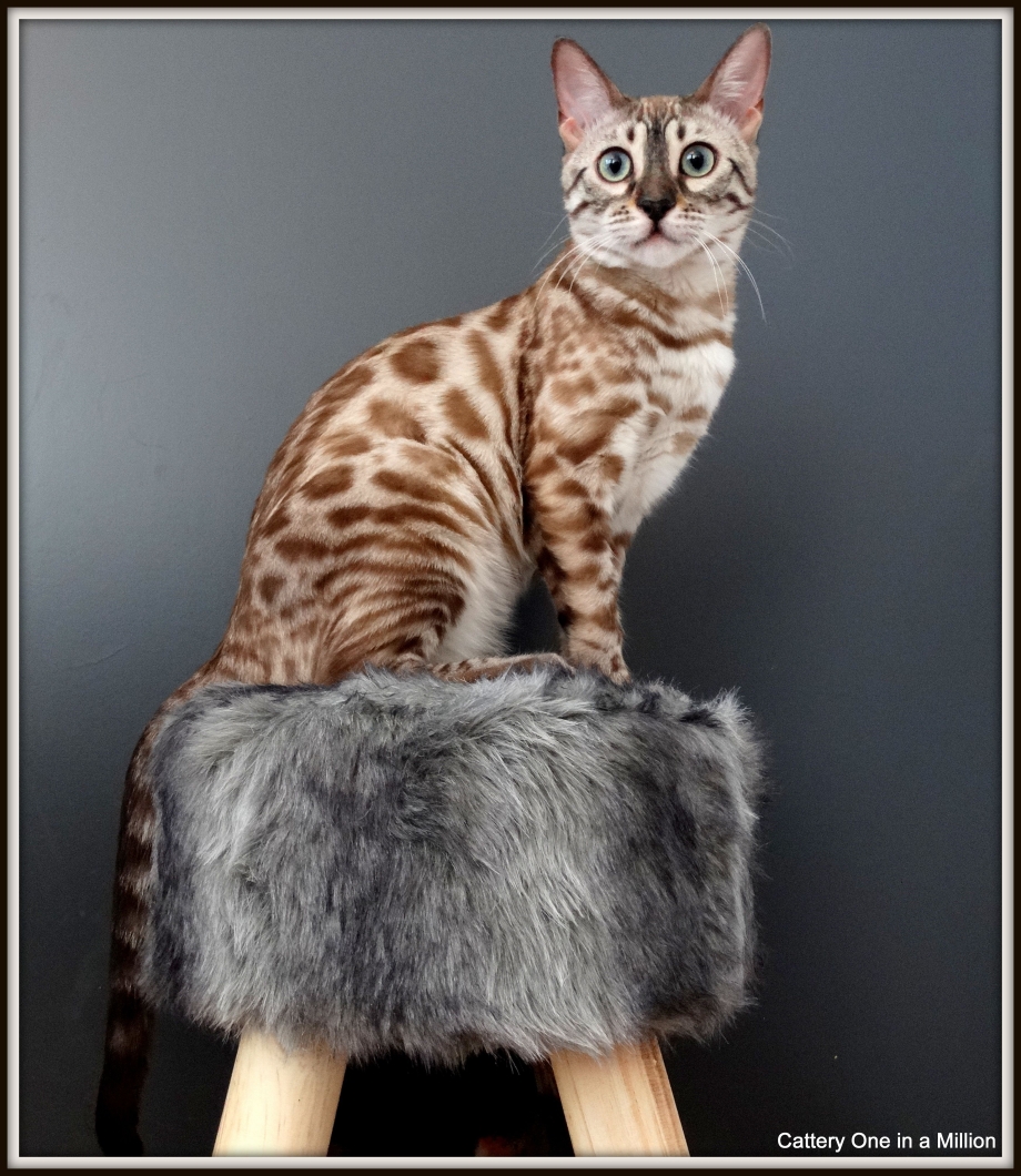 Пампасская кошка (leopardus Pajeros),