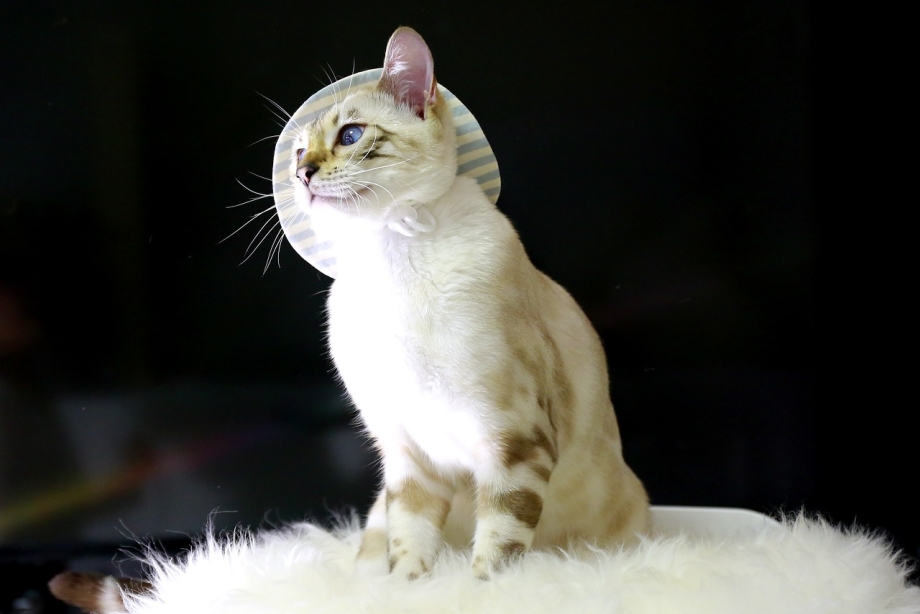 Бенгальская кошка белая