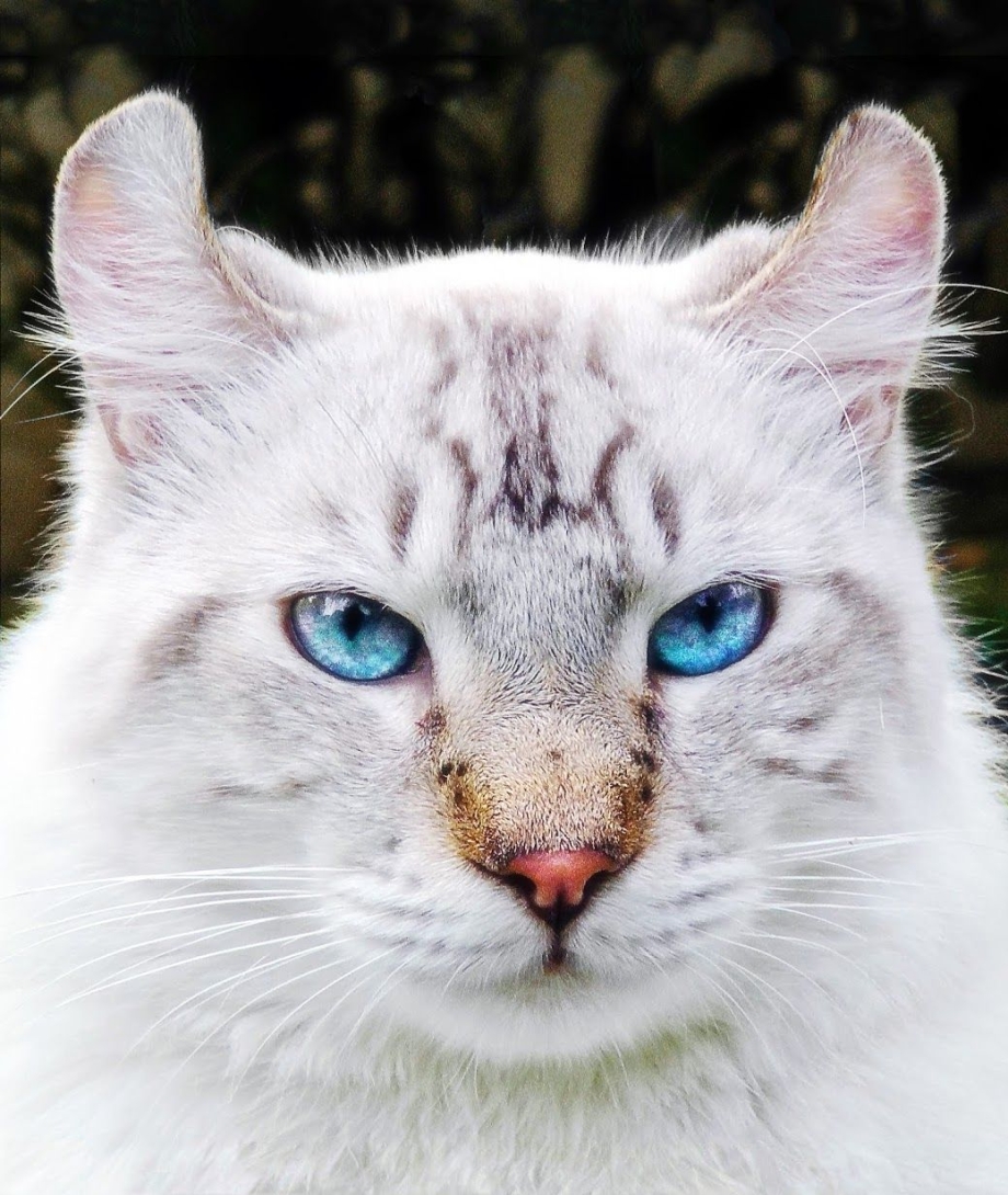 Гималайский персидский кот