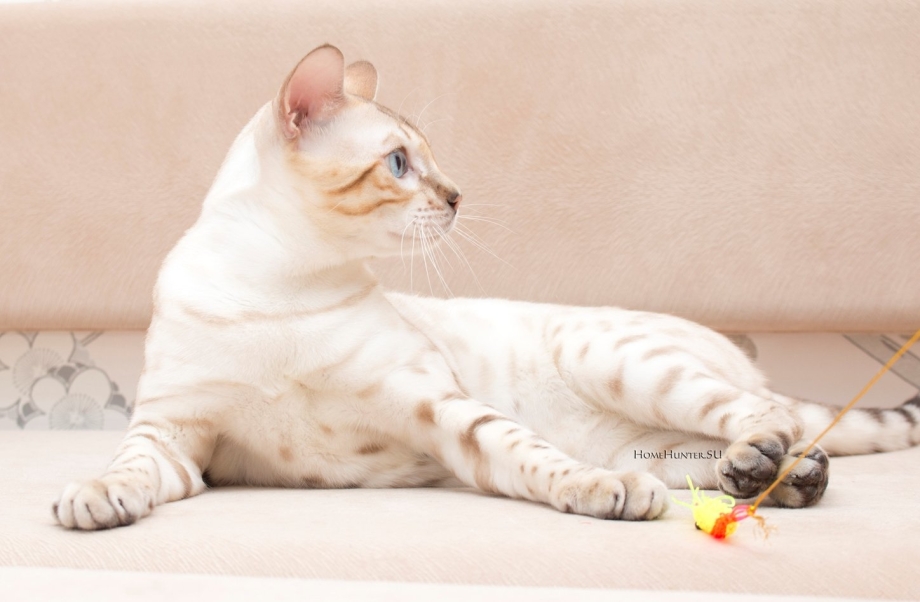 Бенгальский кот Линкс