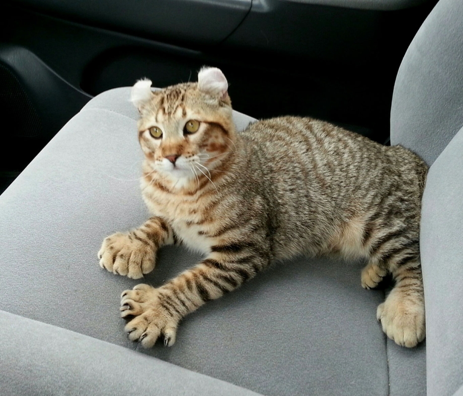 Хайленд Линкс кошка