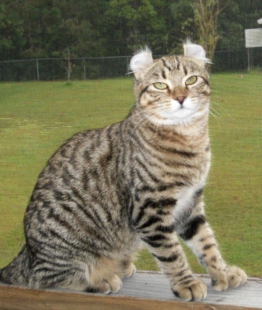 Кот породы хайлендер