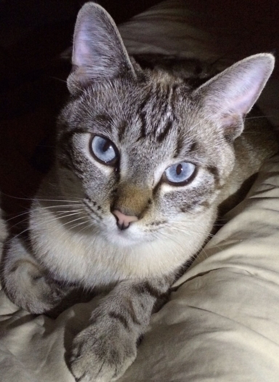 Lynx point Siamese