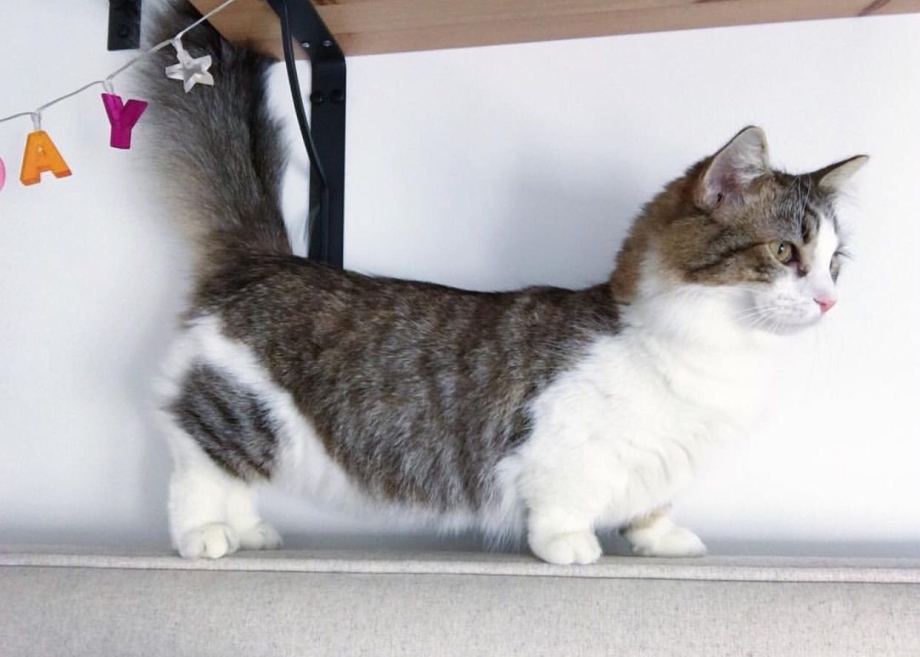 Котенок без лап