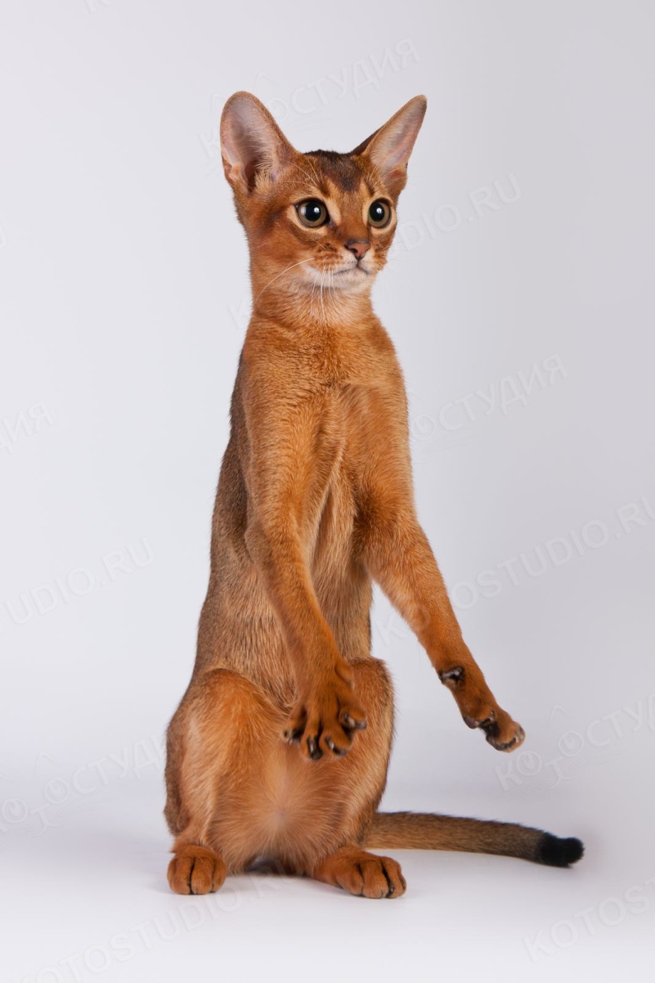 Коты на задних лапах